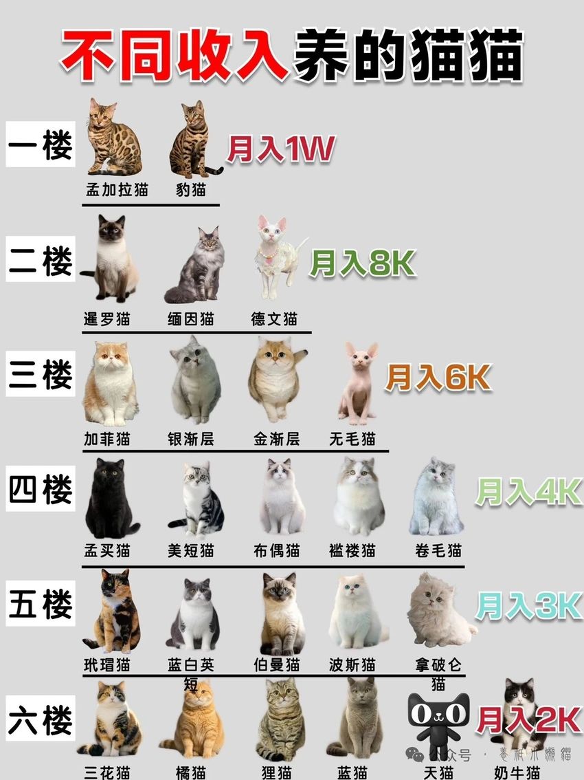 🌟青年大学习|不同收入养的猫猫推荐🌟 1