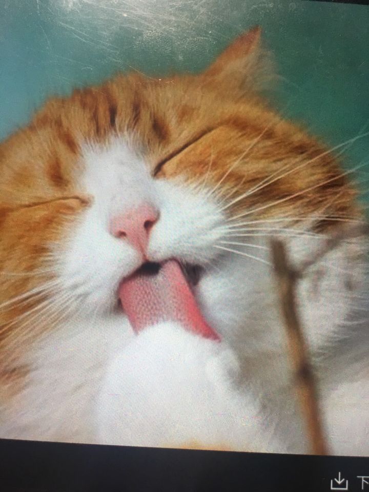 大佬们请问复苏活动
有的人说打猪是啥东西?截图