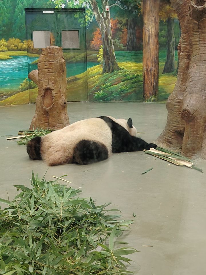 想和艾冻冻去动物园看大熊猫截图