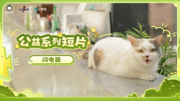 不走散（闪），点（电）亮爱！流浪动物公益短片「闪电篇」