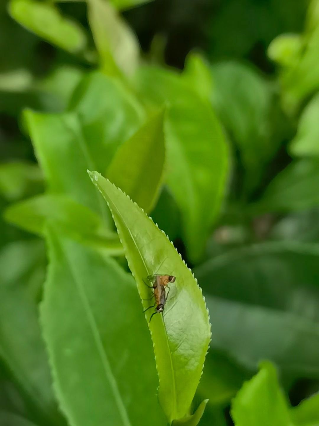 这昆虫是在干啥啊? 2