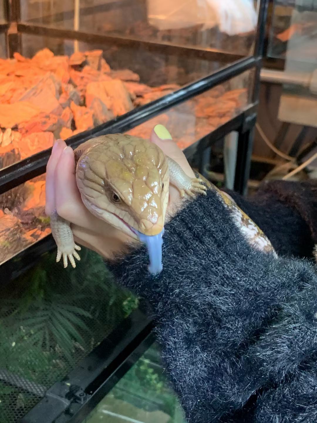 希望养宠物能多样化 3