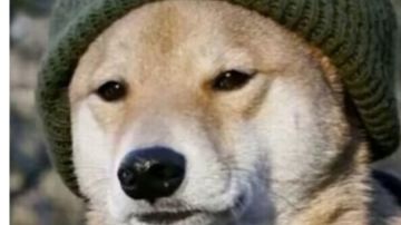 新人怎么玩最强冰骑