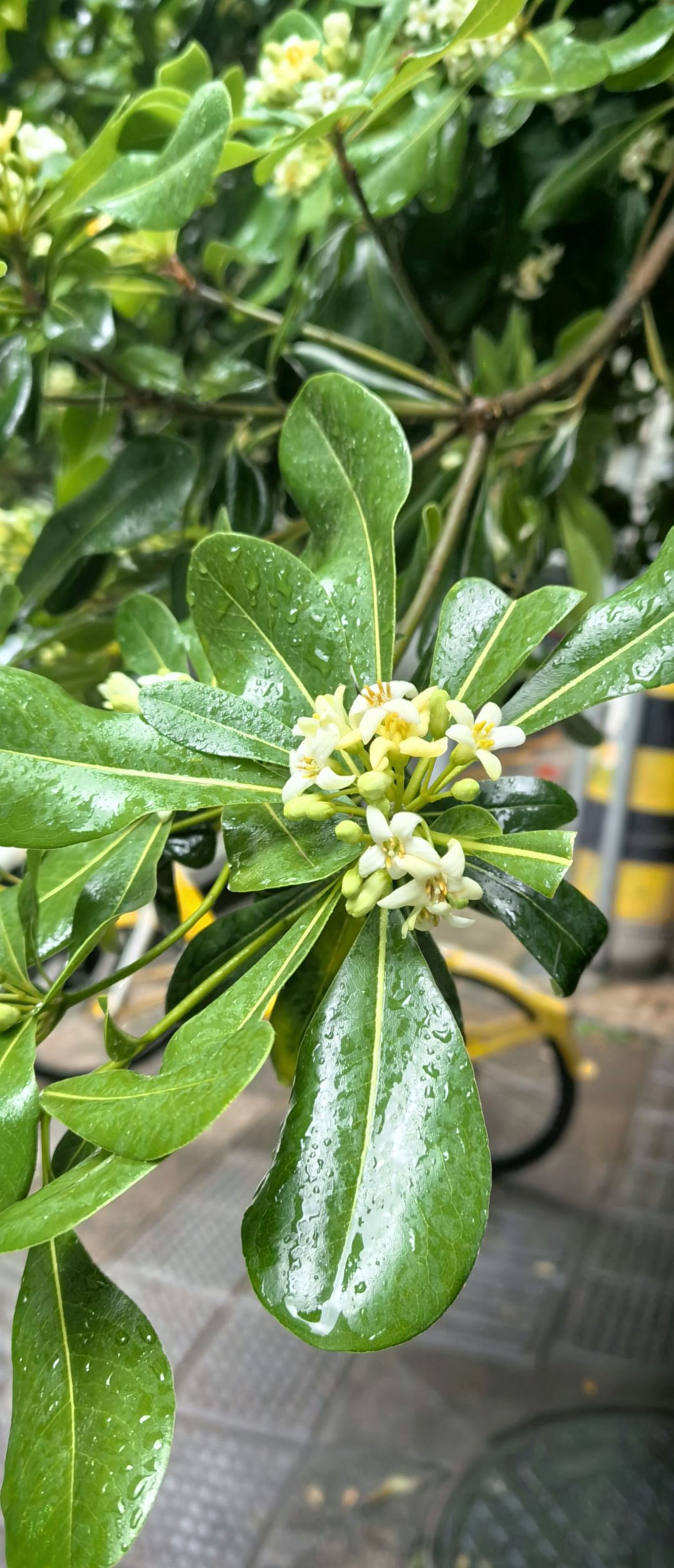 散步遇到好香的花。 1