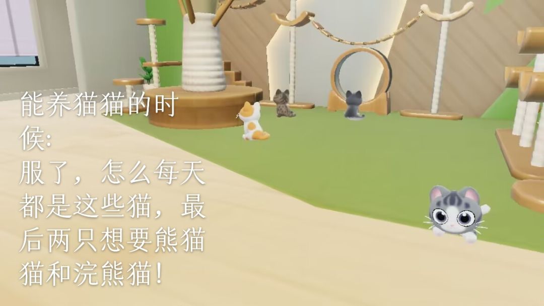 刷到这样的浣熊猫要养吗 2