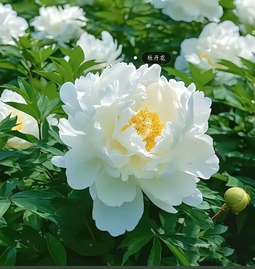 新258皮肤锐评 2