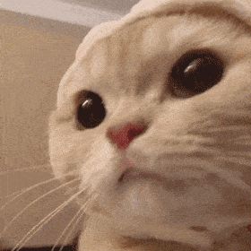 [礼包]分享你的心动卡牌，领取专属互动好礼~