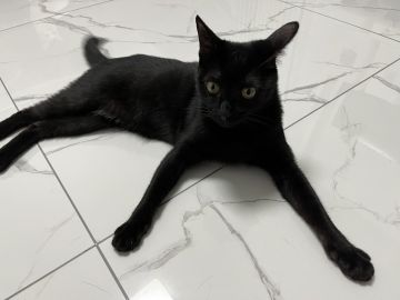 这里是衮衮，脸滚键盘的衮衮