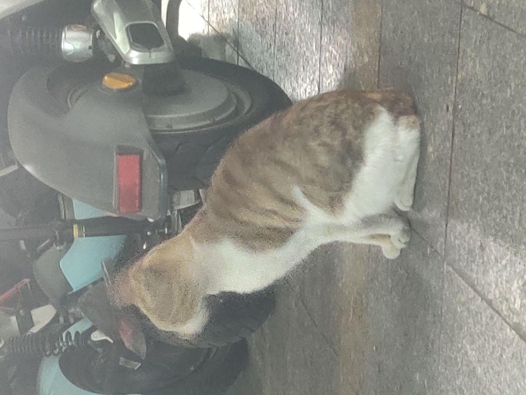 喵喵喵,听说你想养一只猫? 1