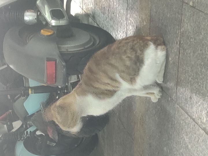 喵喵喵，听说你想养一只猫？截图