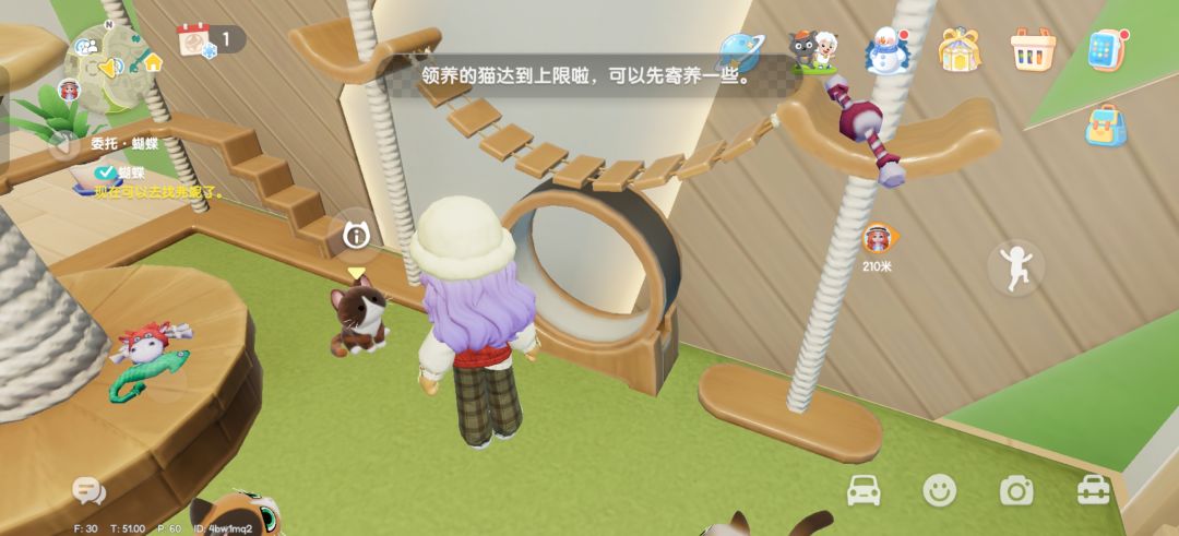 关于宠物 1
