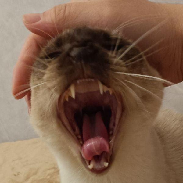 说几句话截图