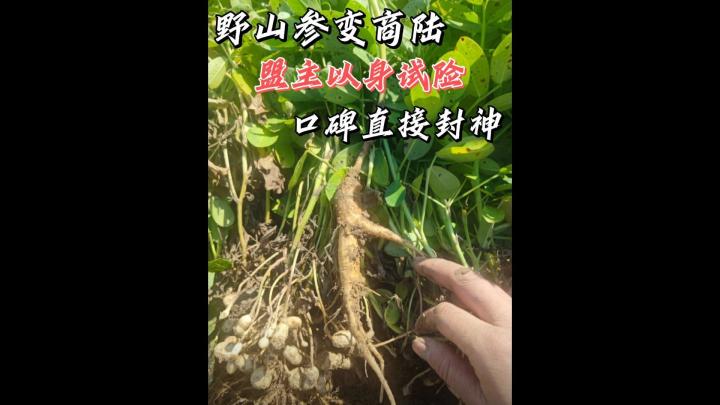 盟主以身试险,意外封神!截图