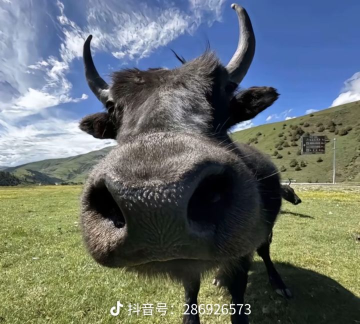 现在光队和元素哪个上限高一些啊截图