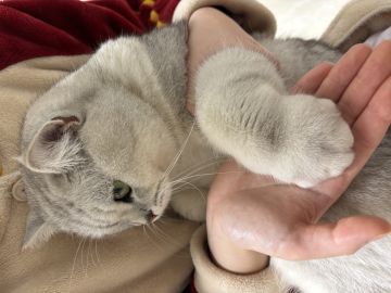 蛇年武器实用性，蛇鞭唐刀毒牙☆战旗萌新