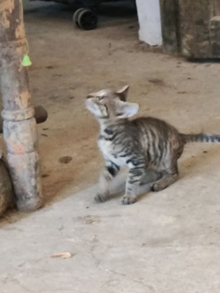 猫猫截图