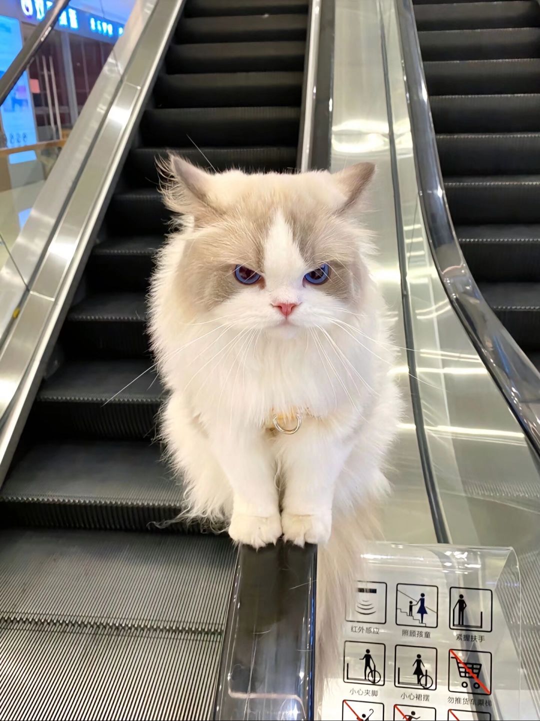 偶遇一只黏人的小猫咪,是时候拥有一只猫了 1