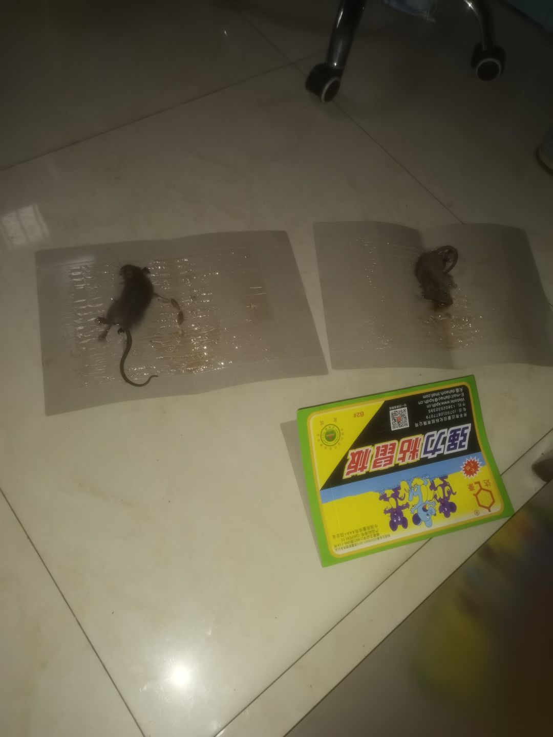 动态图片 1