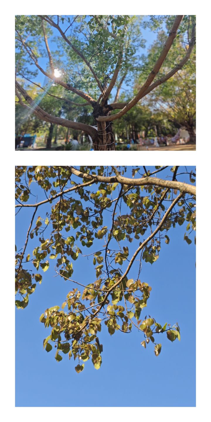 夏天的树截图