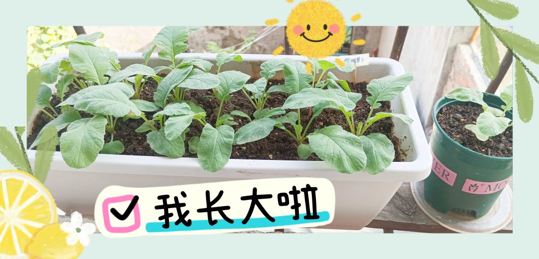 入秋后种下的樱桃萝卜 3