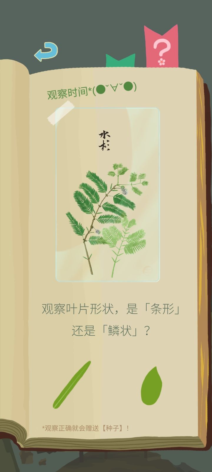 水杉 2