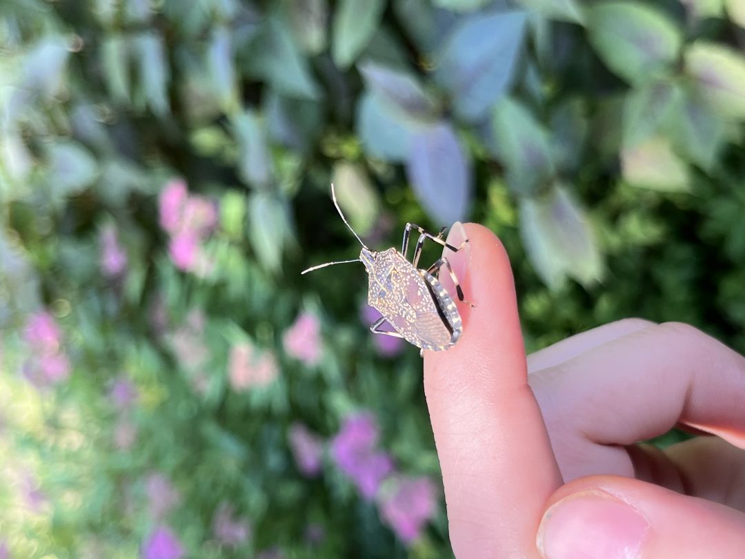 夏日活动⚠️昆虫警告【种类有点多标题写不下】 7