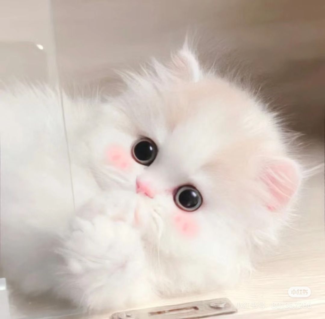 动态图片 4