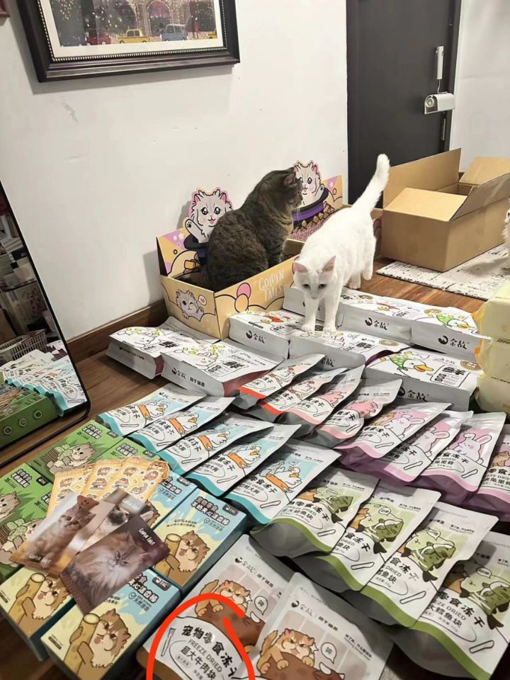 强哥家的胖虎截图