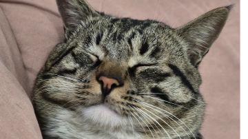 天命设计征集-猫奴