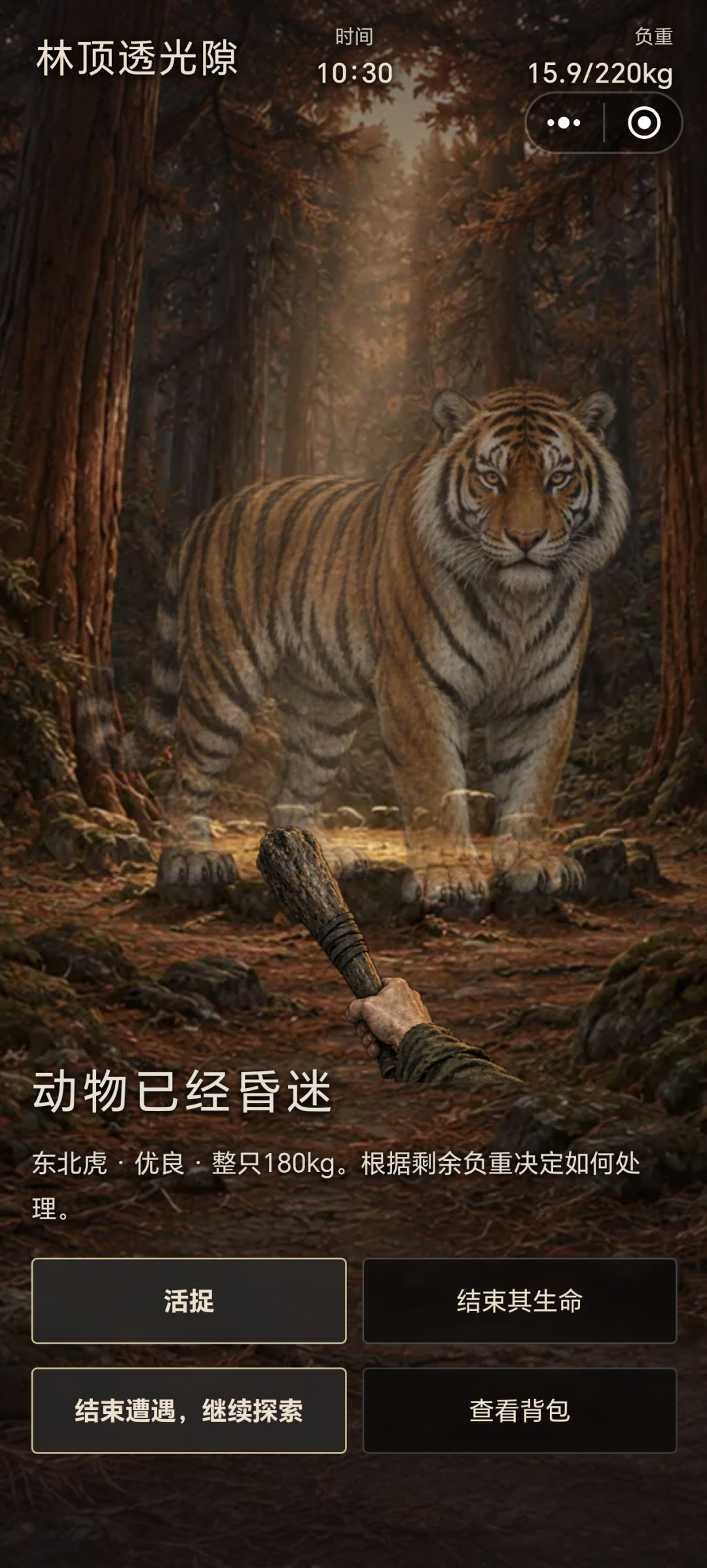 等一只珍品大老虎 1