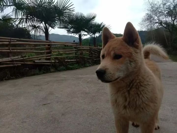 大家圣人自定义人物还能保存么，上次更新后我开新档发现自定义人物记录不了了，保存后再开新档也没有人物记录[表情_汗]截图