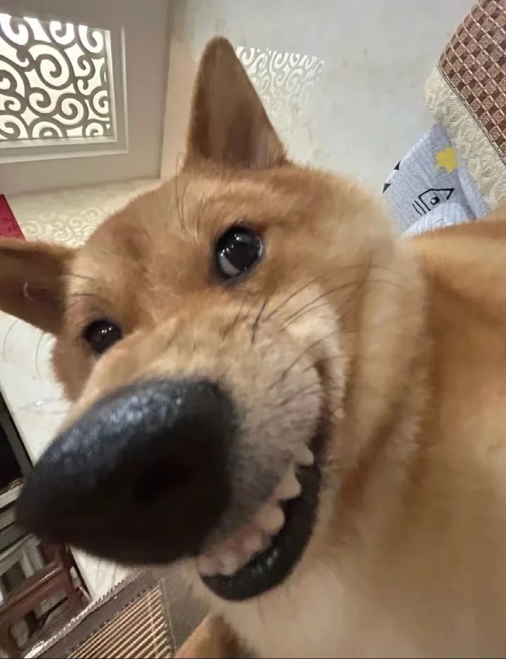 5r求赠微信集卡貂蝉吕布截图