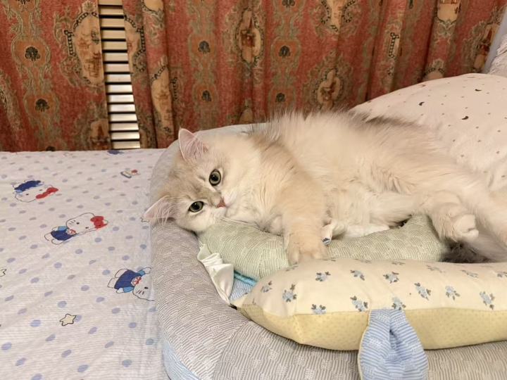 猫猫镇楼截图