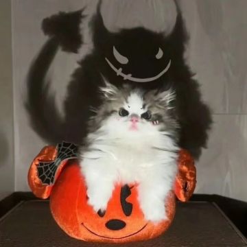 境界——散仙（2W）