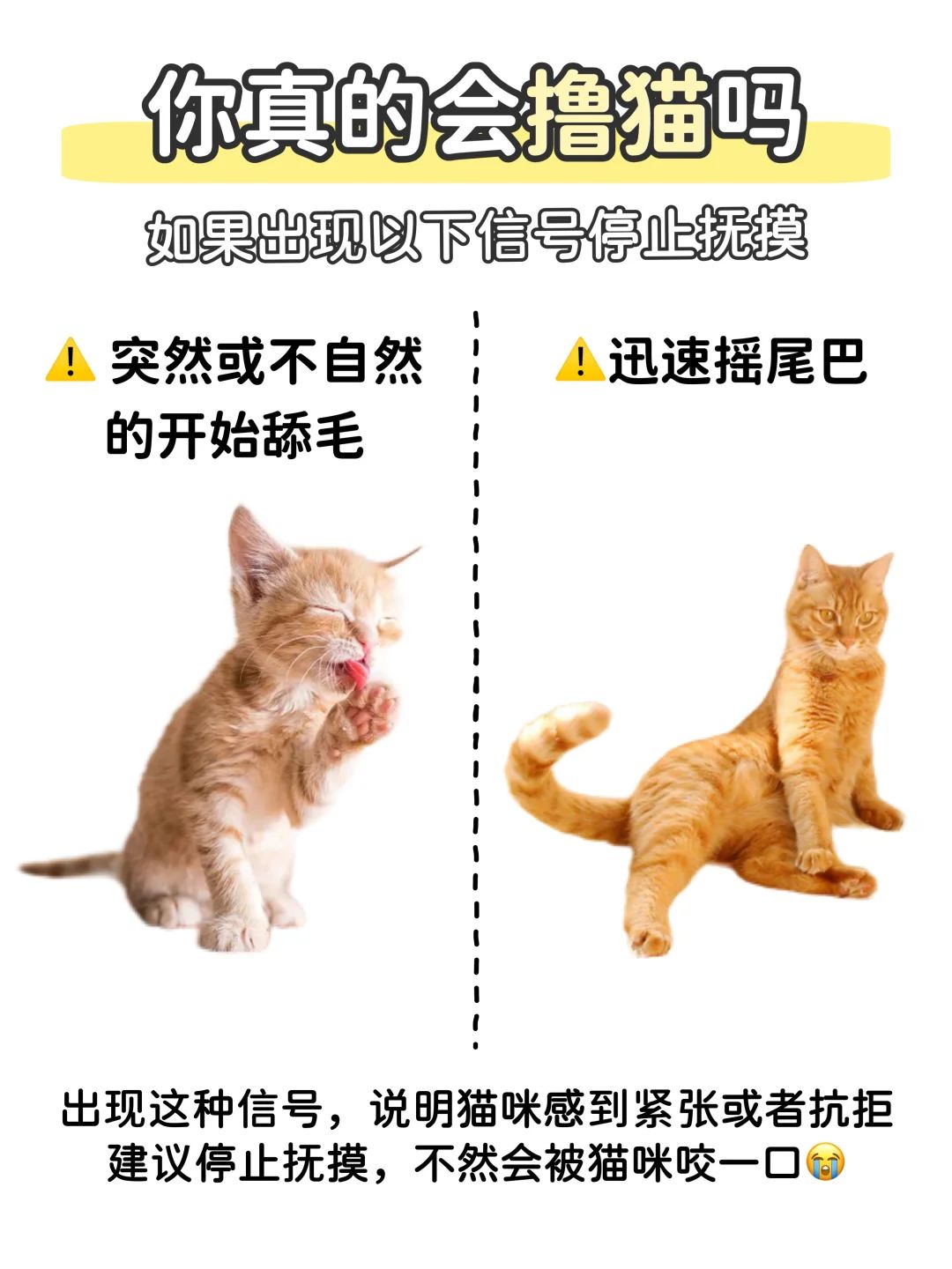 新手撸猫说明书📖如何正确撸猫不被咬⁉️ 4