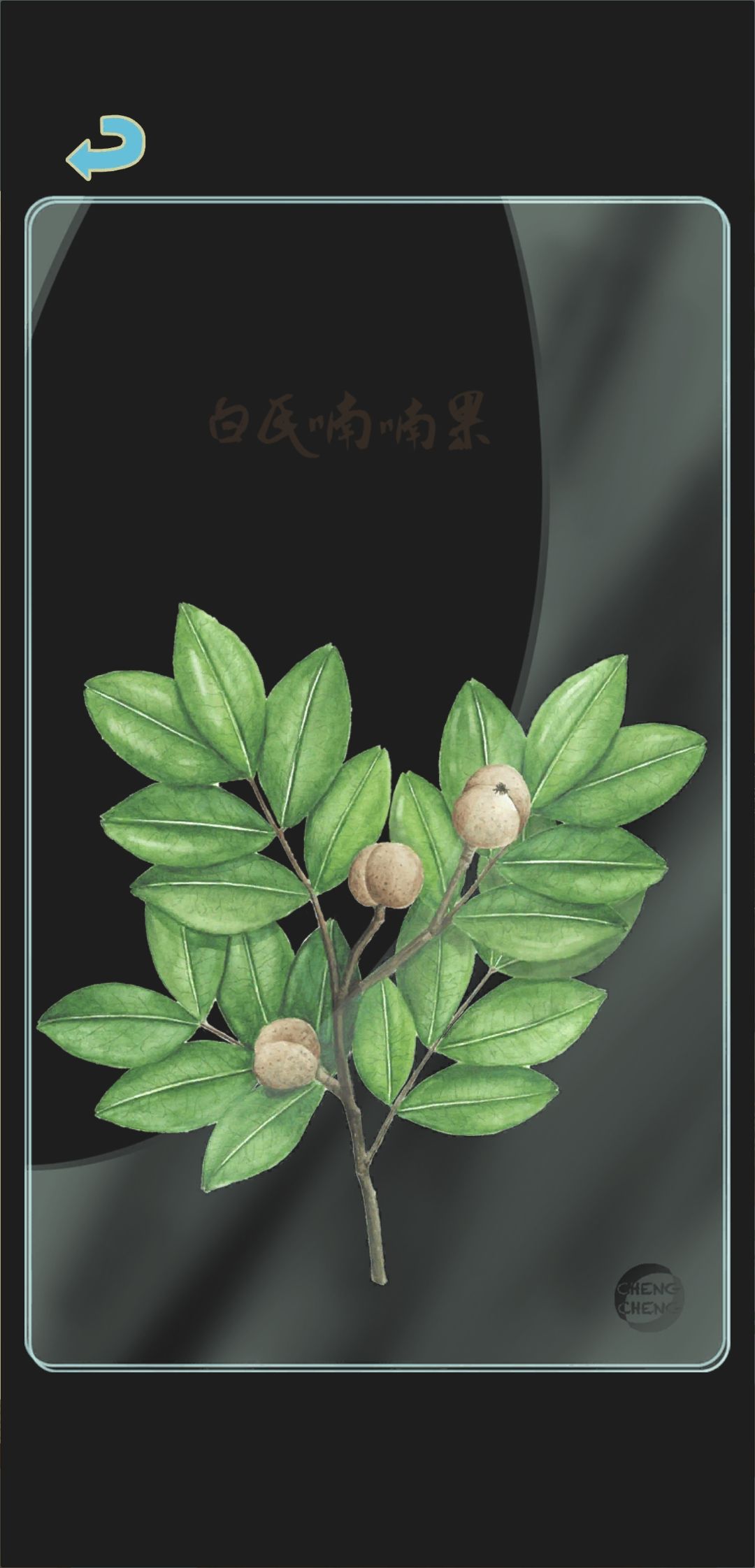春季树种透卡3 3