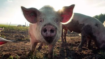 更新遇到周末，两天上尊！