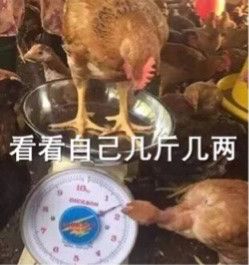 养老了! 8