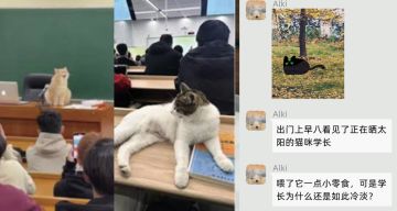 你们学校，也有这种猫咪学长吗？！