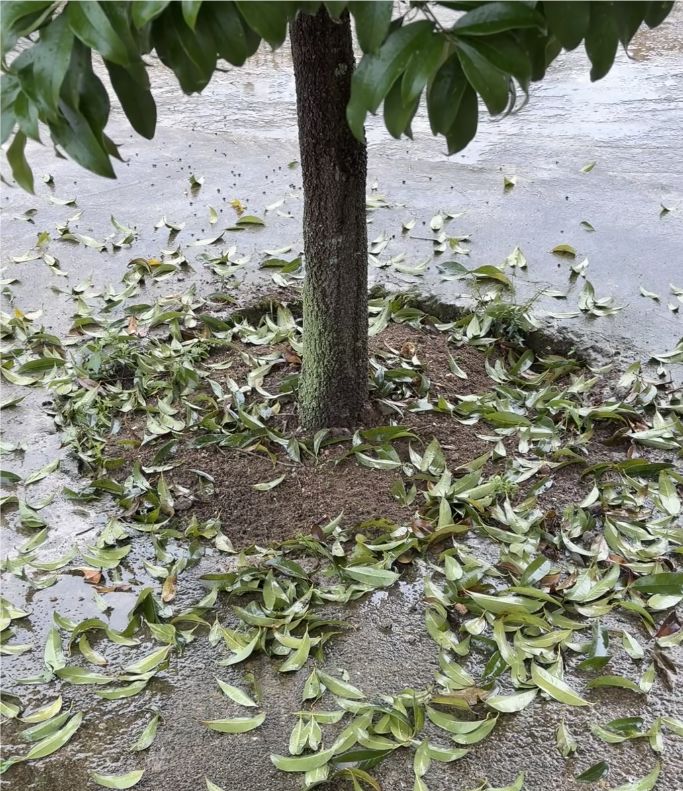 如此安静的夏天是孩童时期从未体验过的存在 2