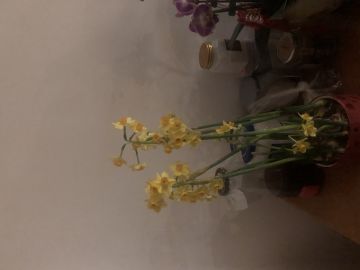 康帕斯准备复活的第一千零六十五天