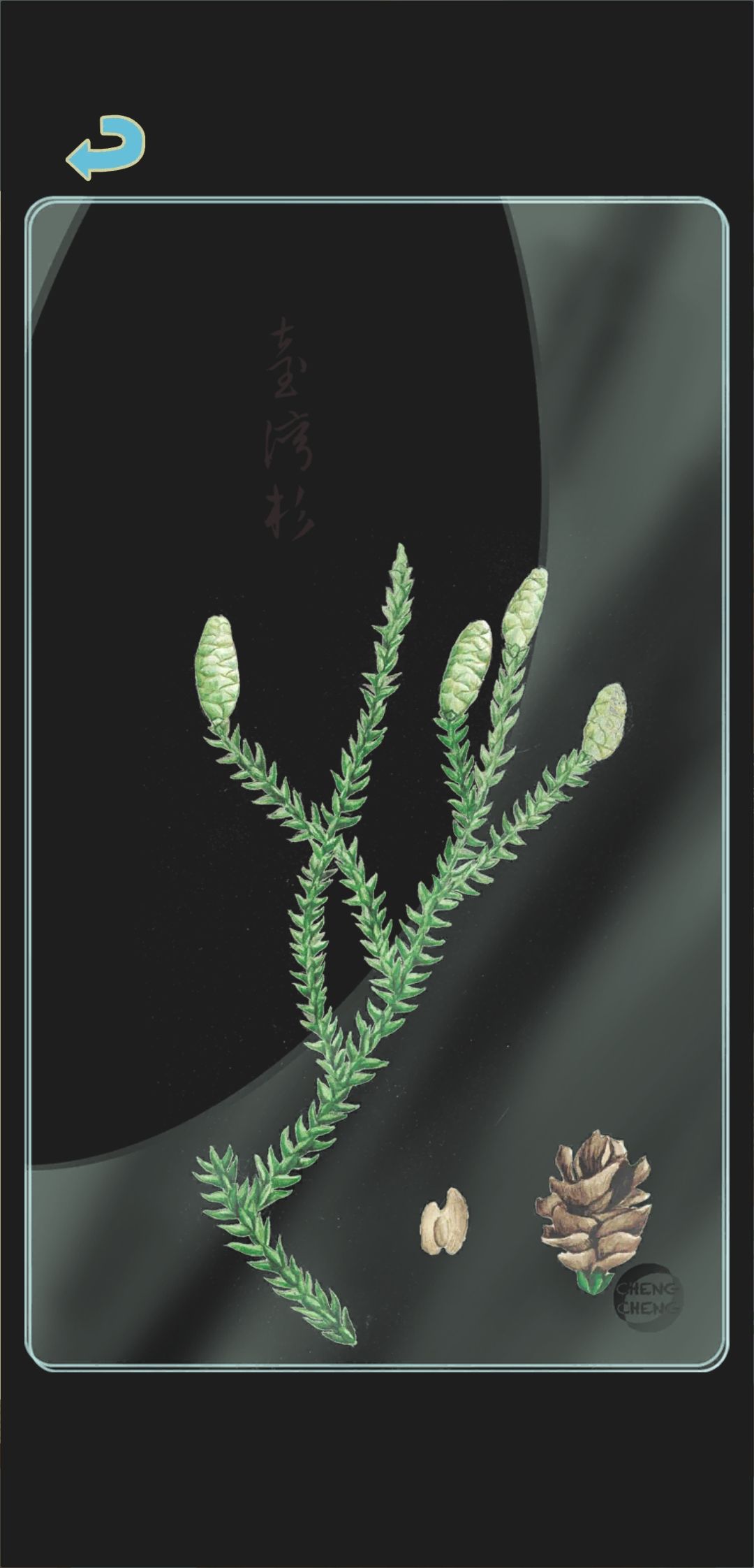 冬季树种透卡3 3