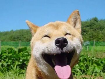 哇，这游戏的画风真的好可爱呀！