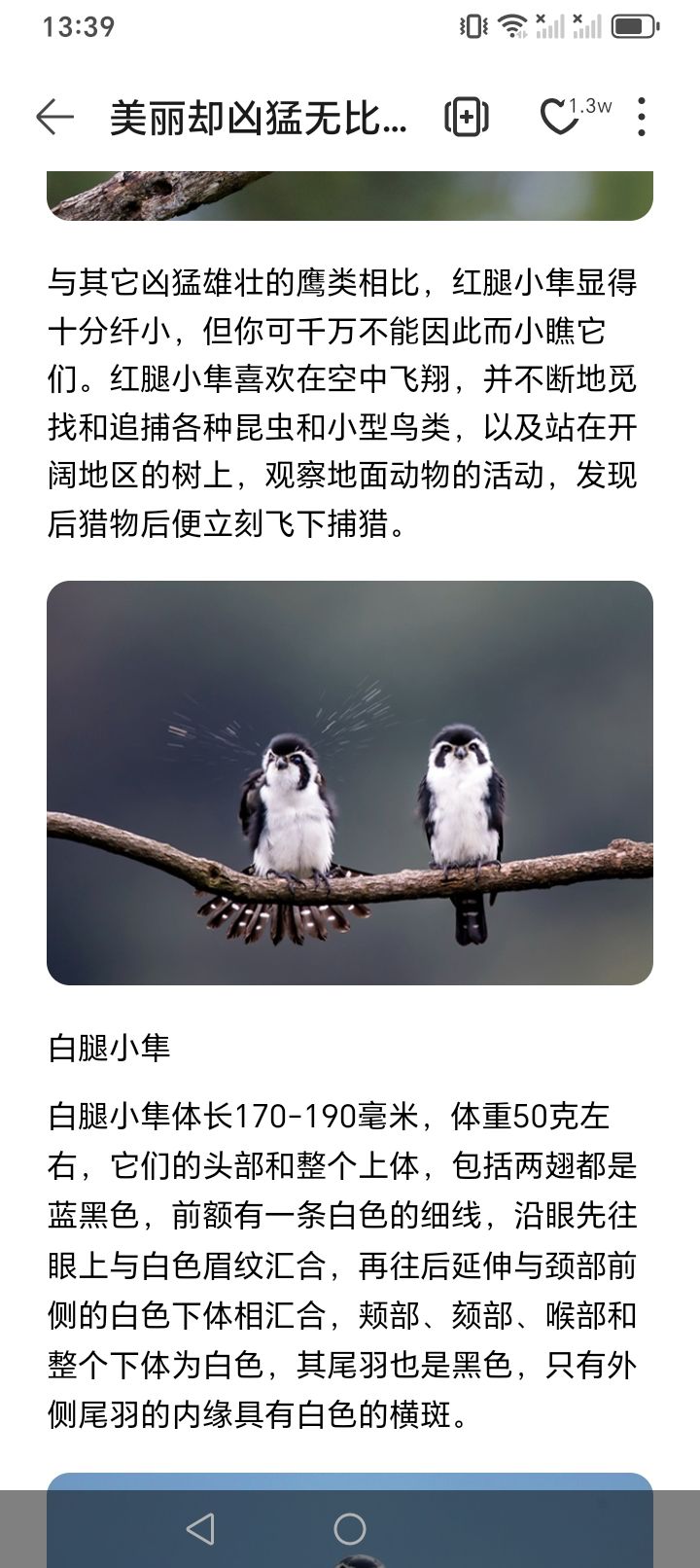 有知道这是心动小镇里的什么鸟吗？最近不怎么玩了…截图