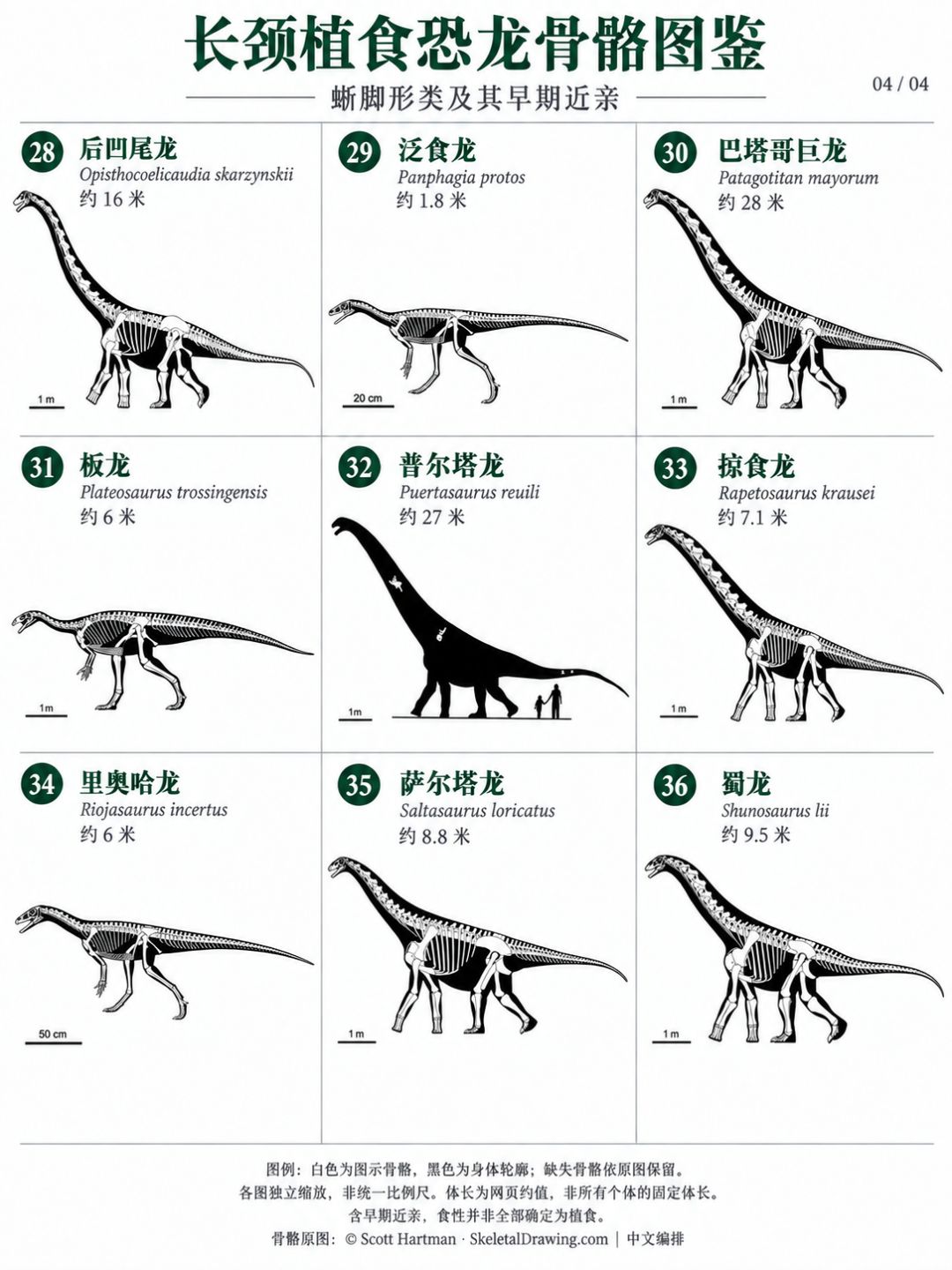 长颈植食恐龙骨骼图鉴,你认得几个? 4
