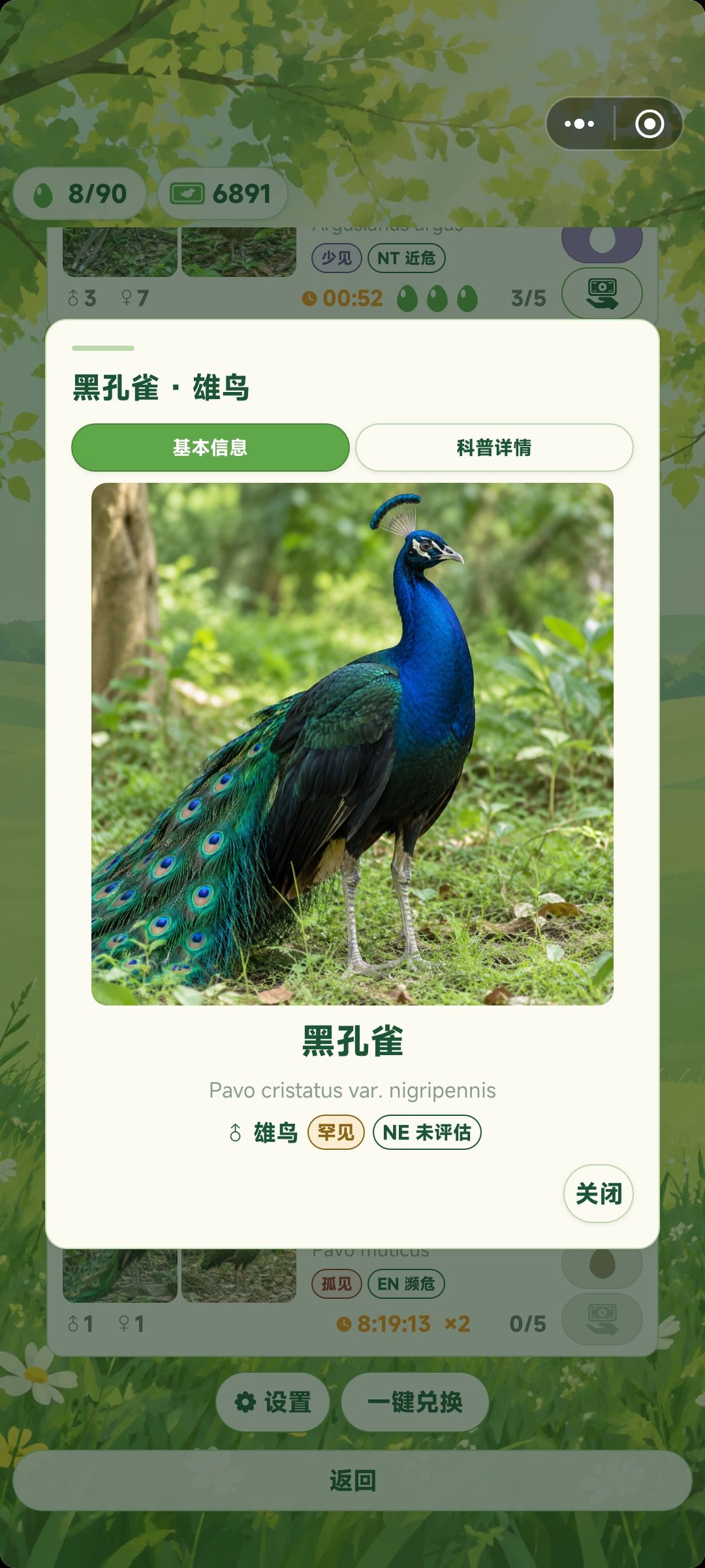 老师老师,这个黑孔雀的图好像是蓝孔雀 1