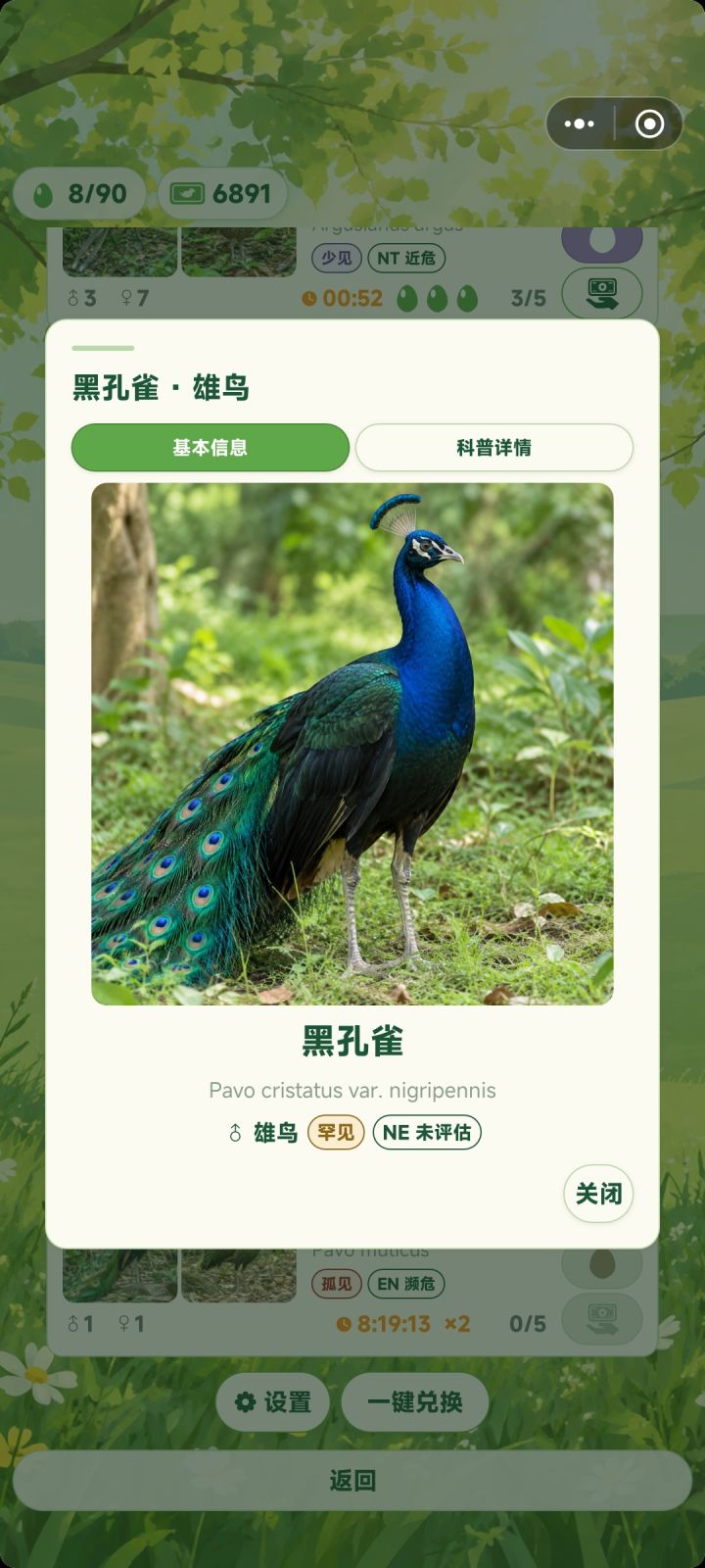 老师老师，这个黑孔雀的图好像是蓝孔雀截图