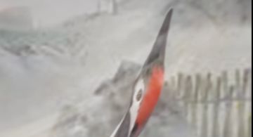 再生者装束 | 夜莺-鹤舞