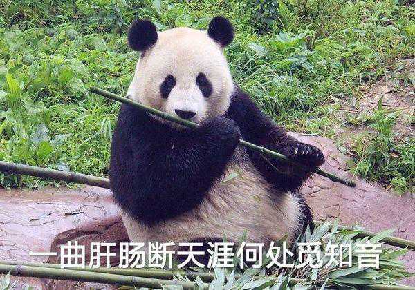 主线都过了目前卡总坛截图