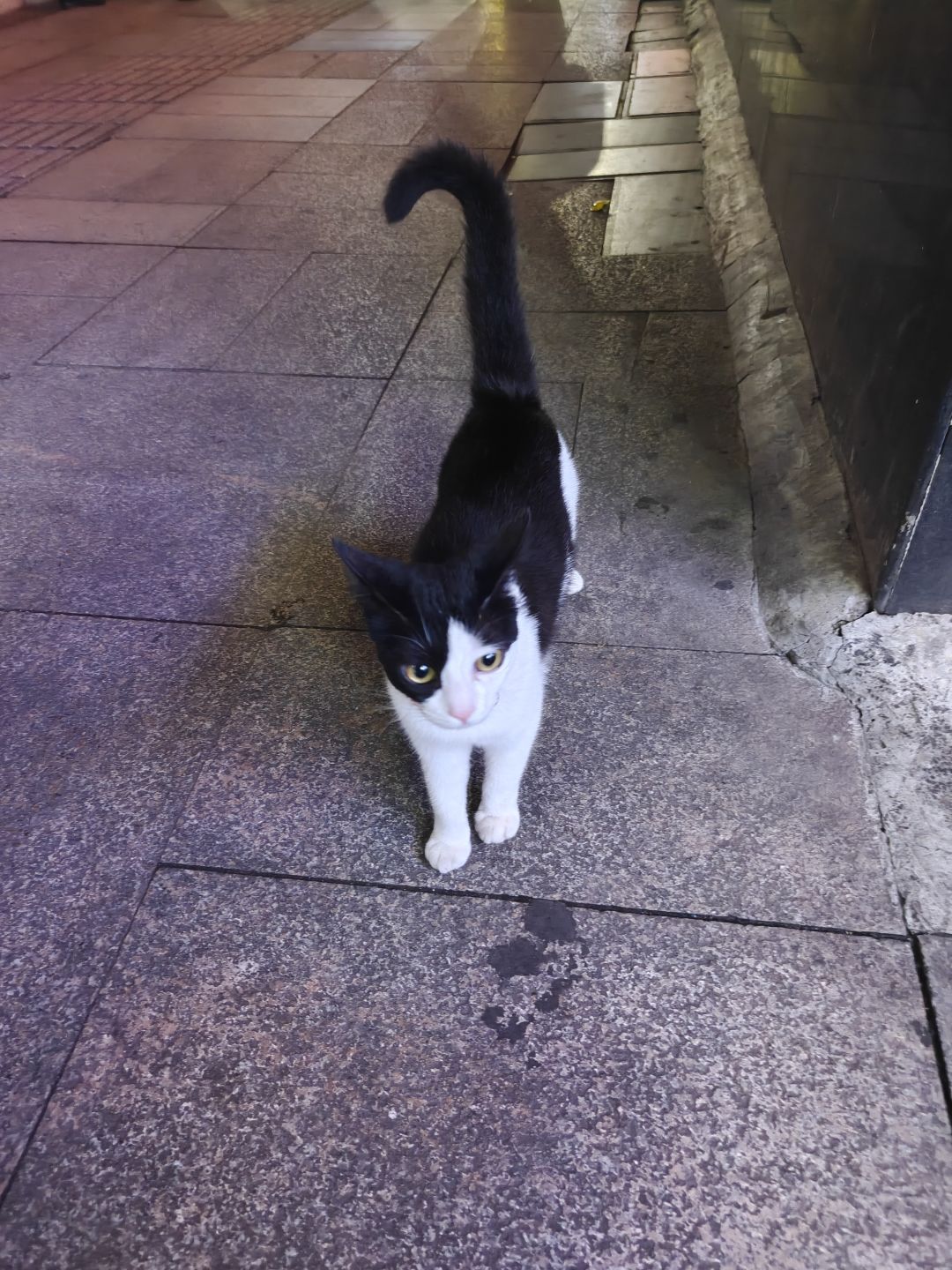 发现丑猫一只 2